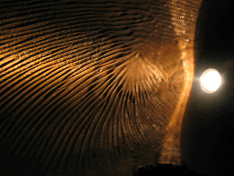 خوردگی شیار هیدروژنی 